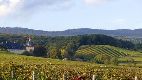 Schloss Vollrads Oestrich-Winkel Im Vordergrund sieht man grüne Weinberge. Im Hintergrund ist ein dunkelgrüner Wald unter einem hellblauen Himmel zu sehen. Links im Bild sieht man Schloss Vollrads im Rheingau mit einem Turm in ockergelb.